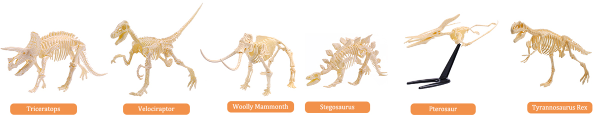 dinosaur skeletons types