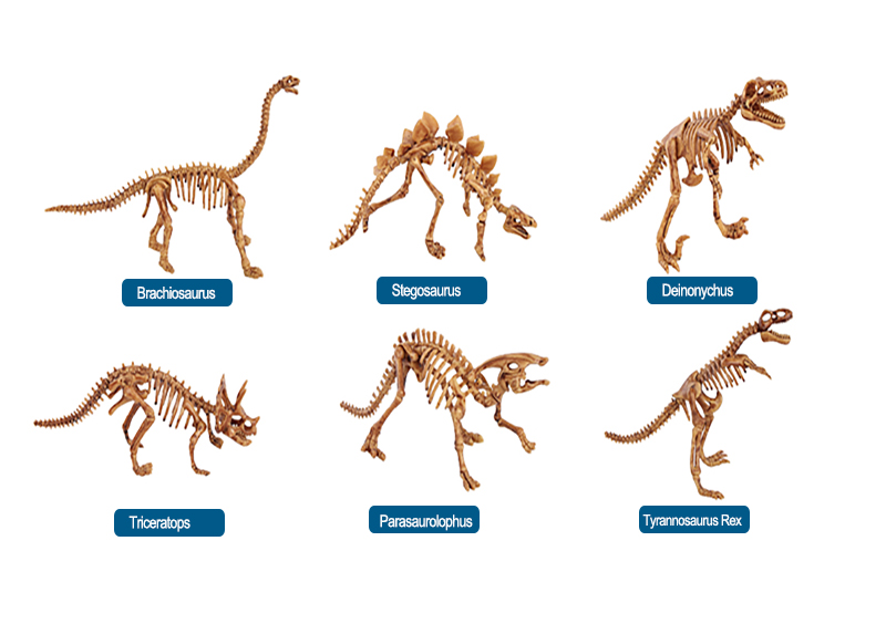 dinosaur skeleton types